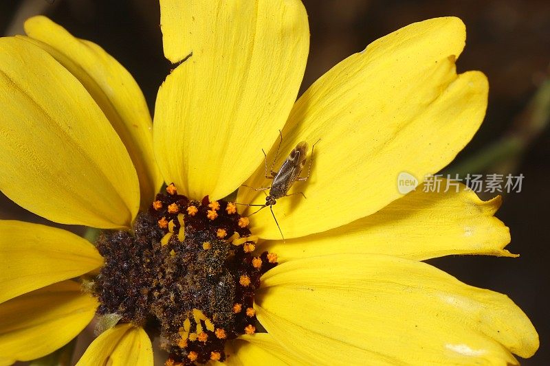 植物病毒(半翅类;一种野生的加州向日葵(Helianthus California Sunflower)